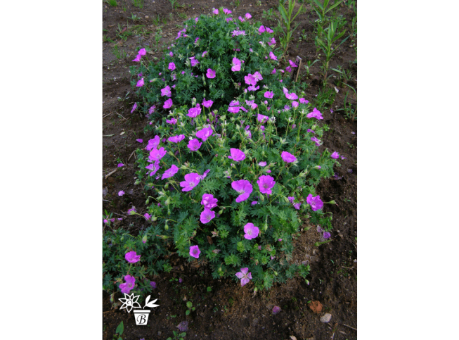 Geranium sanguineum   'Compactum'